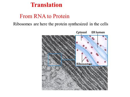 Ribosomes are here the protein synthesized in the cells From RNA to Protein Translation.