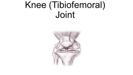Knee (Tibiofemoral) Joint