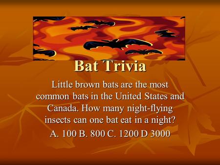 Bat Trivia Little brown bats are the most common bats in the United States and Canada. How many night-flying insects can one bat eat in a night? A. 100.