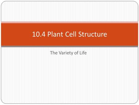 The Variety of Life 10.4 Plant Cell Structure. Plant Cell Structure Learning Objectives There are fundamental differences between plant cells and animal.