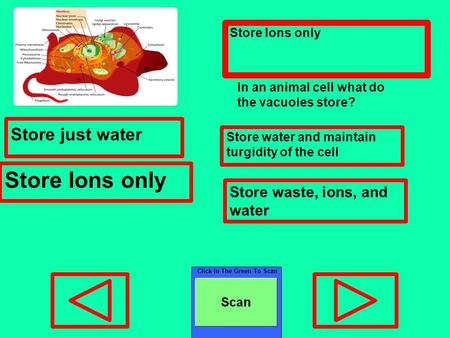 Click In The Green To Scan Store Ions only Store just water Store water and maintain turgidity of the cell Store Ions only Store waste, ions, and water.