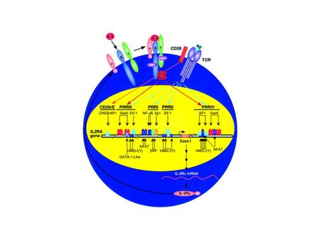 TNF superfamily TNF: produced by macrophages, monocytes, lymphocytes, fibroblasts upon inflammation, infection, injury, environmental challenges.