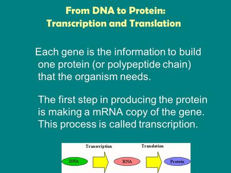 From DNA to Protein: Each gene is the information to build one protein (or polypeptide chain) that the organism needs. The first step in producing the.