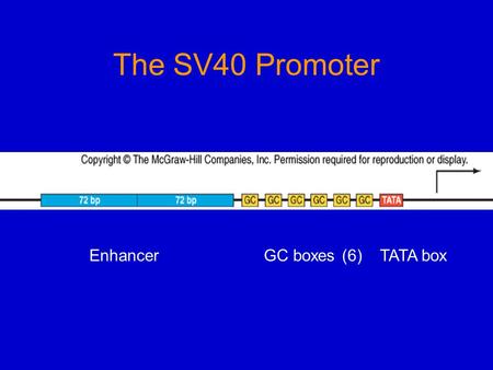 The SV40 Promoter Enhancer GC boxes (6) TATA box.