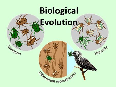 Biological Evolution. What is Evolution Evolution is descent with modification Microevolution = changes in gene (allele) frequency in a population from.