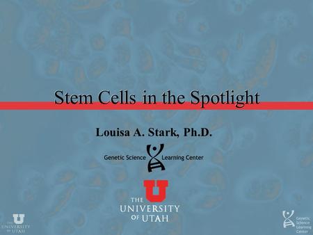 Stem Cells in the Spotlight Louisa A. Stark, Ph.D.