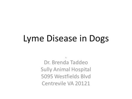 Lyme Disease in Dogs Dr. Brenda Taddeo Sully Animal Hospital