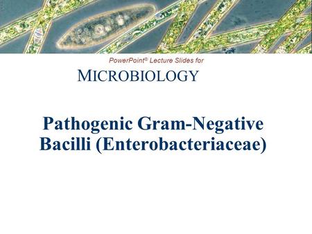 Pathogenic Gram-Negative Bacilli (Enterobacteriaceae)