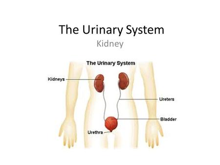 The Urinary System Kidney.
