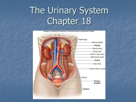 The Urinary System Chapter 18