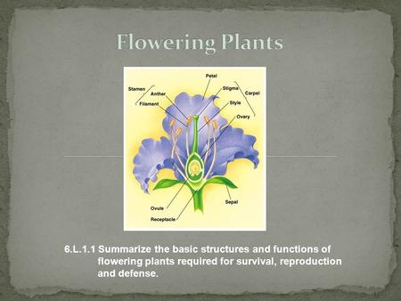 Flowering Plants 6.L.1.1 Summarize the basic structures and functions of flowering plants required for survival, reproduction and.