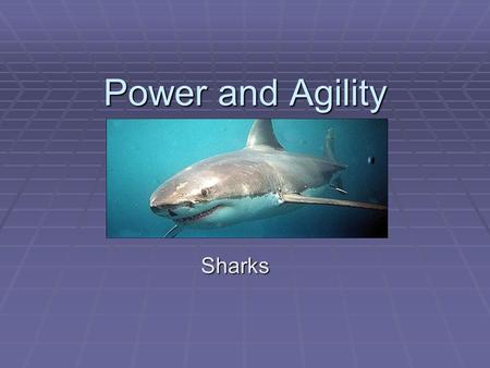 Power and Agility Sharks.