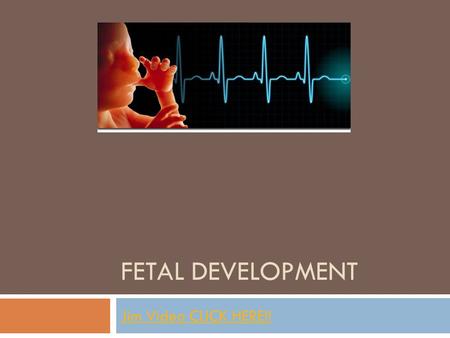 Fetal Development Jim Video CLICK HERE!!.