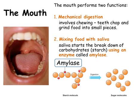 The mouth performs two functions: 1