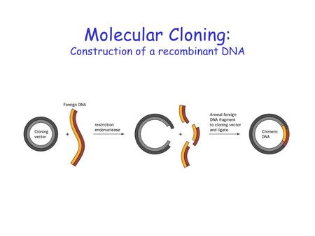 Molecular Cloning: Construction of a recombinant DNA
