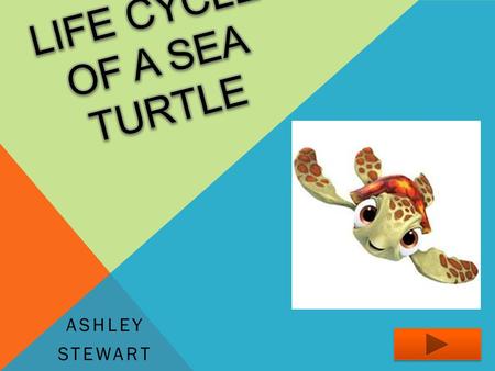 ASHLEY STEWART. Content Area: Science Grade: Third Summary: The purpose of this PowerPoint is to inform the students about the lifecycle of sea turtles.