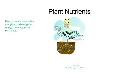 Plant Nutrients Minerals N-P-K + Ca-Mg-S + Fe-Cu-B-Mn Plants use carbon dioxide + sunlight to make sugar for energy. This happens in their leaves.
