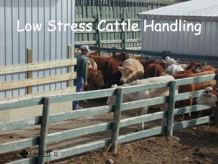 Low Stress Cattle Handling. 2 Outline Background Animal science research Understanding cattle behaviour Moving cattle Special hazards A word about bulls.