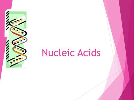 Nucleic Acids 1. WHAT ARE NUCLEIC ACIDS? Used for: Storing genetic information Assembly instructions for protein synthesis Energy molecule (ATP – adenosine.