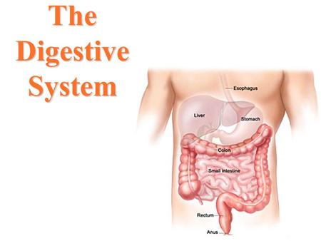 The Digestive System. Functions of the Digestive System 1. Extracts nutrients through chemical & mechanical digestion 2. Absorbs nutrients from food 3.
