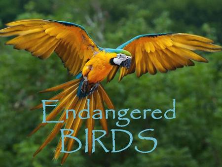 Endangered BIRDS. Approximately 1,200 bird species - 12% of all living bird species - are considered endangered, threatened, or vulnerable. It is too.