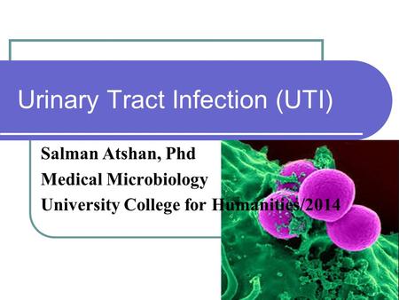 Urinary Tract Infection (UTI) Salman Atshan, Phd Medical Microbiology University College for Humanities/2014.