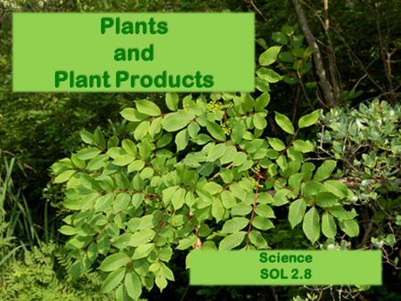 Plants and Plant Products Science SOL 2.8. Plants provide many useful products and materials, which benefit human beings as well as other living things.