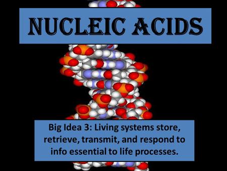 Nucleic Acids Big Idea 3: Living systems store, retrieve, transmit, and respond to info essential to life processes.