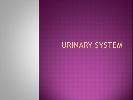  Systems and Its Functions: System Parts and Functions Kidneys- the main function of the kidneys is to separate urea, mineral salts, and other toxins.