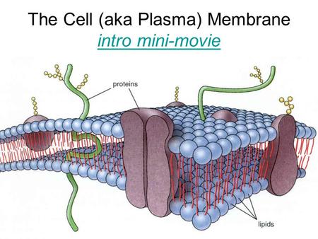 The Cell (aka Plasma) Membrane intro mini-movie intro mini-movie.