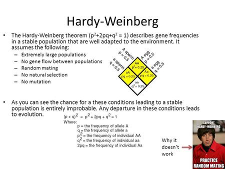 Hardy-Weinberg The Hardy-Weinberg theorem (p2+2pq+q2 = 1) describes gene frequencies in a stable population that are well adapted to the environment. It.