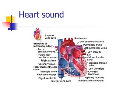 Heart sound. What we hear ? We have all heard the heart make the usual sounds. LUB----------DUB Lub is the first sound or S1 Dub is the second heart sound.