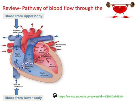 Review- Pathway of blood flow through the Deoxygenated blood from rest of body to right atrium via superior and inferior vena cava  right atrium  right.