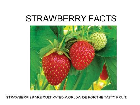 STRAWBERRY FACTS STRAWBERRIES ARE CULTIVATED WORLDWIDE FOR THE TASTY FRUIT.