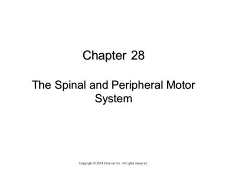 Chapter 28 The Spinal and Peripheral Motor System Copyright © 2014 Elsevier Inc. All rights reserved.