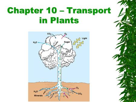 Chapter 10 – Transport in Plants. Transport in plants  Water and mineral nutrients must be absorbed by the roots and transported throughout the plant.