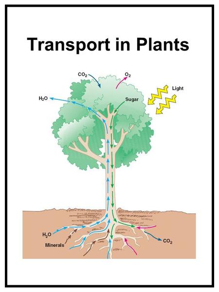 Transport in Plants.