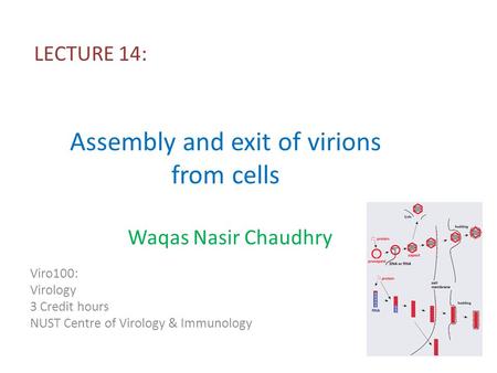 Assembly and exit of virions from cells LECTURE 14: Viro100: Virology 3 Credit hours NUST Centre of Virology & Immunology Waqas Nasir Chaudhry.