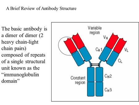 The basic antibody is a dimer of dimer (2 heavy chain-light chain pairs) composed of repeats of a single structural unit known as the “immunoglobulin domain”