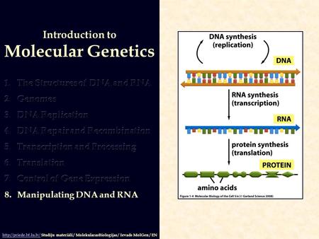 Molecular Genetics Introduction to The Structures of DNA and RNA