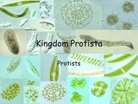 Kingdom Protista Protists.