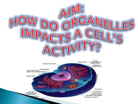 HOW DO ORGANELLES IMPACTS A CELL’S ACTIVITY?