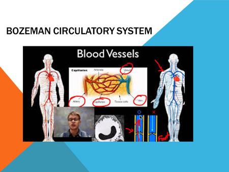 Bozeman Circulatory System
