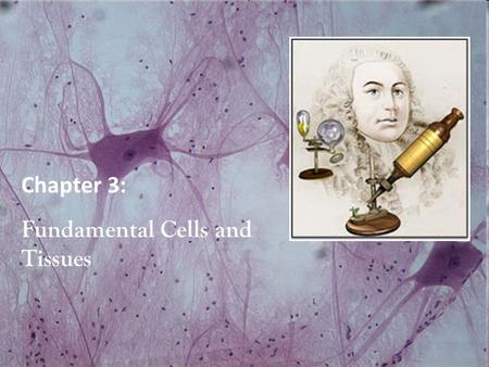 Chapter 3: Fundamental Cells and Tissues. Cells In the late 1600’s British born Robert Hooke coined the term cell to describe the basic unit of life.
