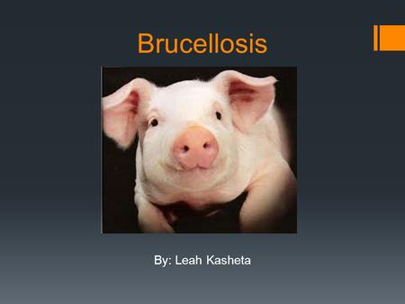 Brucellosis By: Leah Kasheta.