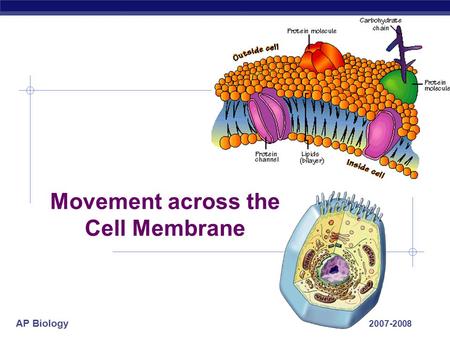 AP Biology 2007-2008 Movement across the Cell Membrane.