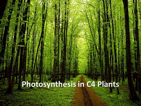 Photosynthesis in C4 Plants. Building Sugars What products came from the light-dependent reactions? – ATP and NADPH Light-independent reactions use ATP.