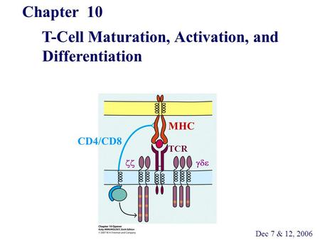 Chapter 10 T-Cell Maturation, Activation, and Differentiation Dec 7 & 12, 2006 MHC CD4/CD8 TCR 
