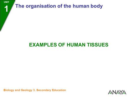 UNIT 1 The organisation of the human body EXAMPLES OF HUMAN TISSUES Biology and Geology 3. Secondary Education.