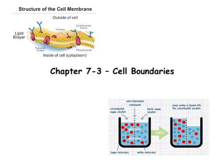 Chapter 7-3 – Cell Boundaries